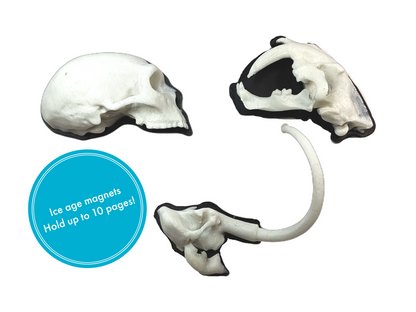 Ice age animal skull refrigerator magnets (woolly mammoth, saber tooth tiger, Neanderthal)