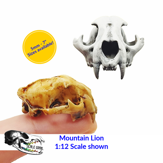 Mountain Lion Skull - Puma concolor Replica 6mm - 7 inches by the Scale Grail