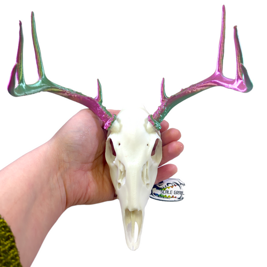 White Tail Deer Skull, PLA print, 2-tone antler, unpainted decorative skull.