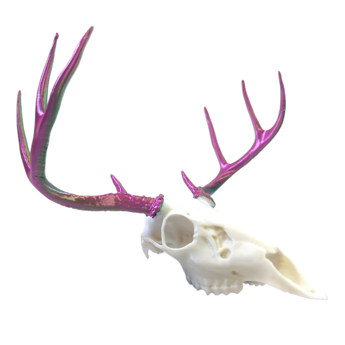 White Tail Deer Skull, PLA print, 2-tone antler, unpainted decorative skull.