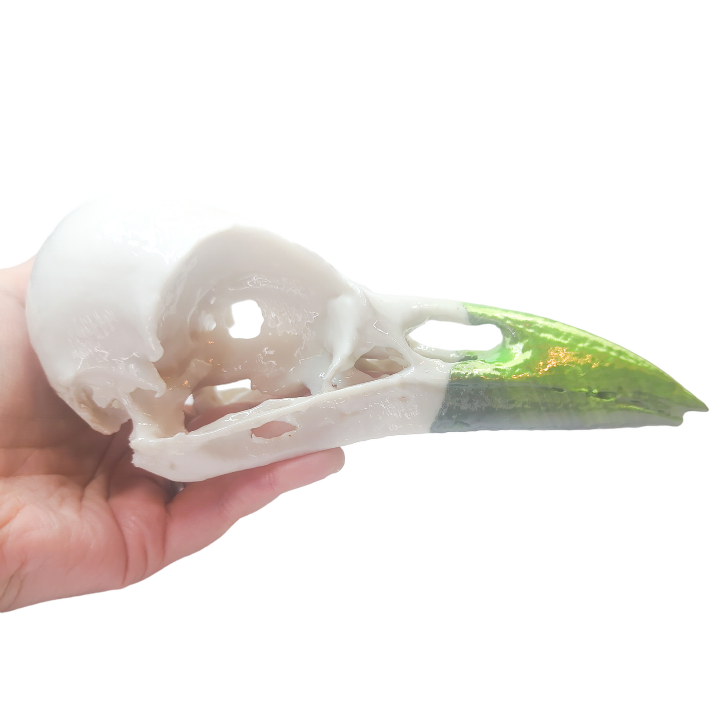 Raven Skull, PLA print, 2-tone white with black/green color shift, unpainted 8" decorative skull with Gloss finish