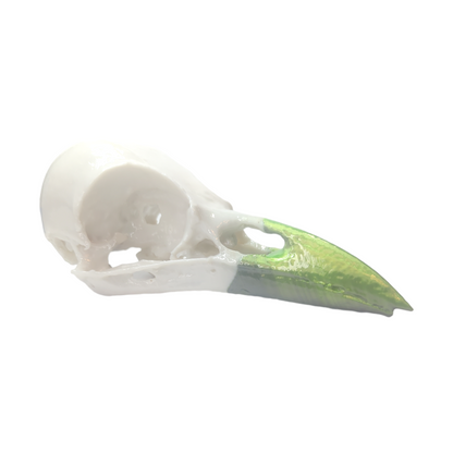 Raven Skull, PLA print, 2-tone white with black/green color shift, unpainted 8" decorative skull with Gloss finish