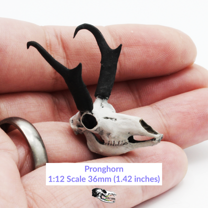 Pronghorn Skull Miniature - 1:12 Scale diorama dollhouse decor art craft supplies (1 skull)