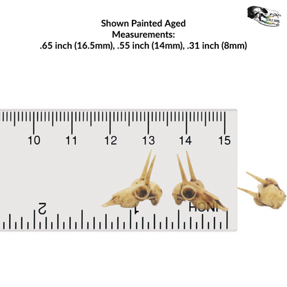 Rhebok Skull - 1:12 Scale Antelope Skull Replica for Dollhouse, Diorama, Art projects (5 skulls)