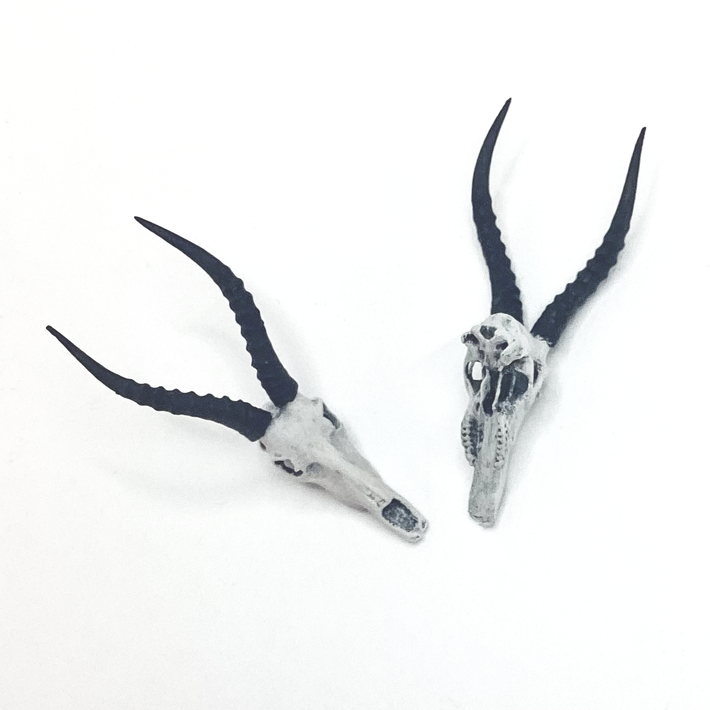 Blesbuck Skull Replica - 1:12 scale (2 skulls)