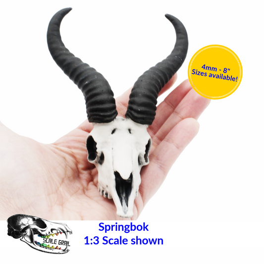 Springbok Skull - 4mm -1:2 Scale skull miniature replica oddities by The Scale Grail