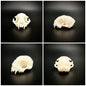 Cat Skull Replica - 1:6 Scale feline skull for diorama, miniature horror scenes,  dollhouse, curio cabinet, interesting curiosity