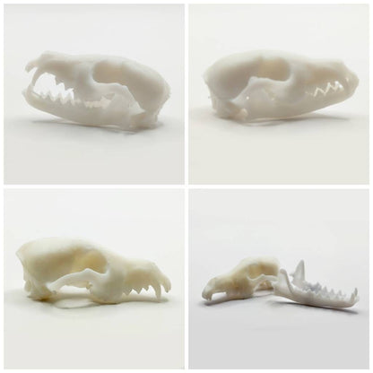 Fox Skull Cranium and Jaw  - 1:6 Scale skull replica for diorama, miniature horror scenes,  dollhouse, curio cabinet, interesting curiosity