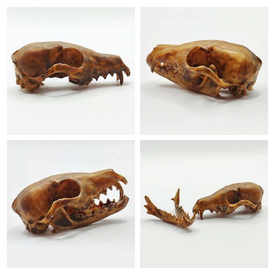 Fox Skull Cranium and Jaw  - 1:6 Scale skull replica for diorama, miniature horror scenes,  dollhouse, curio cabinet, interesting curiosity