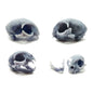 Cat Skull Replica - 1:6 Scale feline skull for diorama, miniature horror scenes,  dollhouse, curio cabinet, interesting curiosity