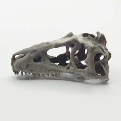 T-Rex (young) Full Dinosaur Skull Replica - 1:12 Scale for diorama, miniature horror scenes,  dollhouse, curio cabinet