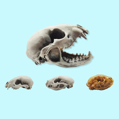 Raccoon Skull - 1:6 Scale skull replica for diorama, miniature horror scenes,  dollhouse, curio cabinet, interesting curiosity (1 skull)