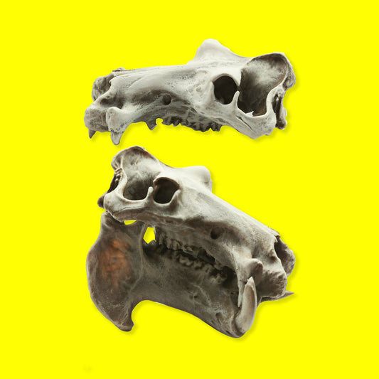 Hippo Skull Replica - 1:12 Scale Hippopotamus for diorama, miniature horror scenes,  dollhouse, curio cabinet (1 skull)