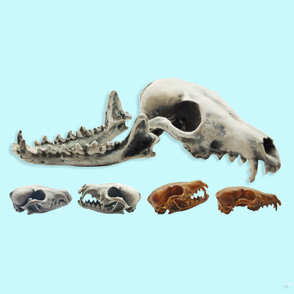 Fox Skull Cranium and Jaw  - 1:6 Scale skull replica for diorama, miniature horror scenes,  dollhouse, curio cabinet, interesting curiosity