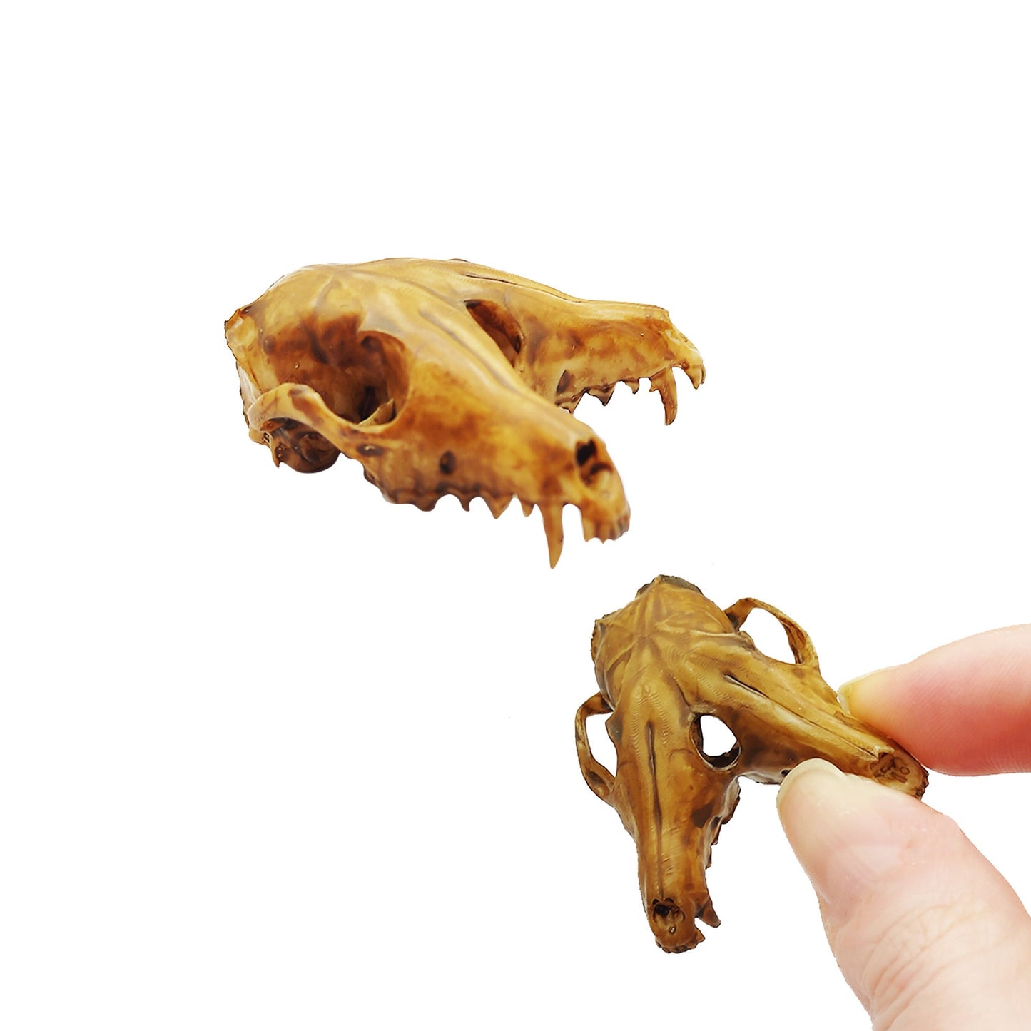 Fox Skull Triclops Conjoined Cranium - 1:6 Scale miniature skull replica for horror diorama, dollhouse, curio cabinet, curiosity (1 Skull)