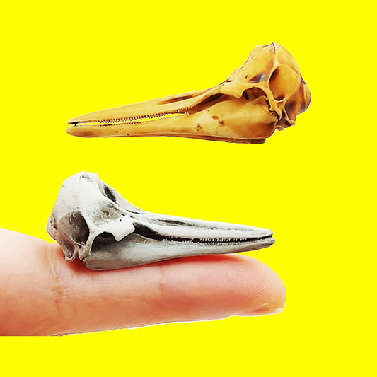 Dolphin Skull Replica (Right Whale) - 1:12 Scale sea animal skull for beach, ocean, diorama scenes, dollhouse, curio cabinet (1 skull)