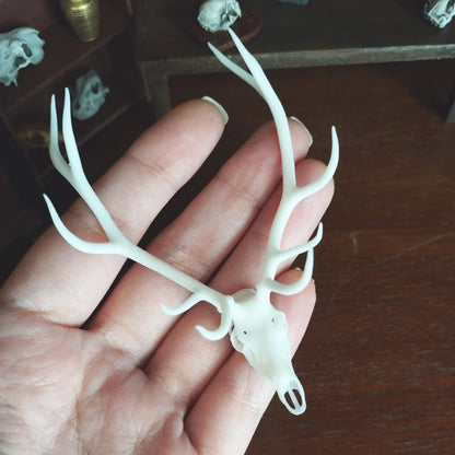 Miniature Red Deer Skull Replica