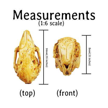 Rabbit Skull Replica - 1:6 Scale bunny Skull 3d printed hand painted faux tiny skull replica, dollhouse, dioramas, art supply (5 skulls)