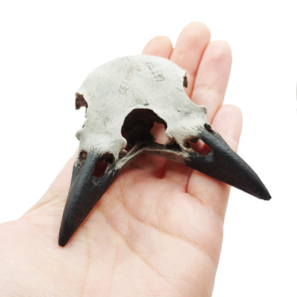 Raven Skull Triclops Replica 1:1 Scale Full Size Crow animal Halloween home decor for curio cabinet curiosities and oddities gift (1 skull)