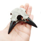 Raven Skull Triclops Replica 1:1 Scale Full Size Crow animal Halloween home decor for curio cabinet curiosities and oddities gift (1 skull)