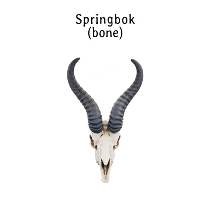 Springbok Skull Replica 1:6 Scale miniature animal skulls for use in dollhouse, diorama, models, tiny antelope cranium (1 skull)