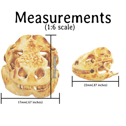 Galapagos Land Iguana Skull Replica 1:6 Scale miniature animal skulls for use in dollhouse, diorama, models, tiny reptile cranium (set of 5)