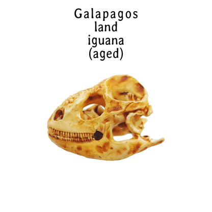 Galapagos Land Iguana Skull Replica 1:6 Scale miniature animal skulls for use in dollhouse, diorama, models, tiny reptile cranium (set of 5)