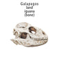 Galapagos Land Iguana Skull Replica 1:6 Scale miniature animal skulls for use in dollhouse, diorama, models, tiny reptile cranium (set of 5)