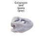 Galapagos Land Iguana Skull Replica 1:6 Scale miniature animal skulls for use in dollhouse, diorama, models, tiny reptile cranium (set of 5)