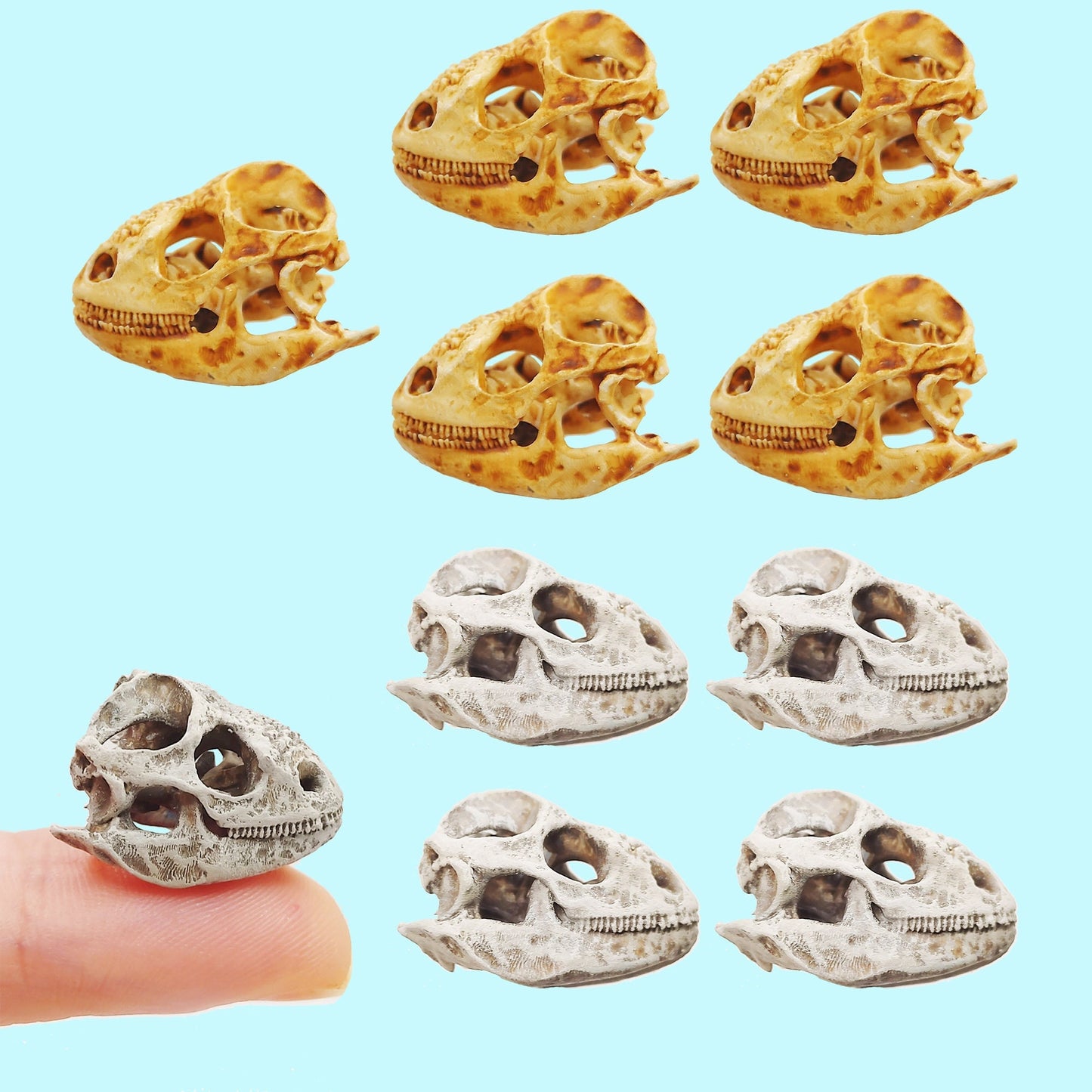 Galapagos Land Iguana Skull Replica 1:6 Scale miniature animal skulls for use in dollhouse, diorama, models, tiny reptile cranium (set of 5)