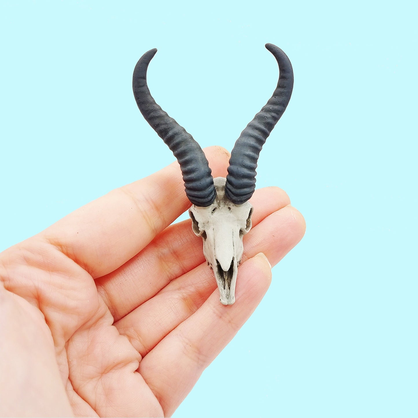 Springbok Skull Replica 1:6 Scale miniature animal skulls for use in dollhouse, diorama, models, tiny antelope cranium (1 skull)