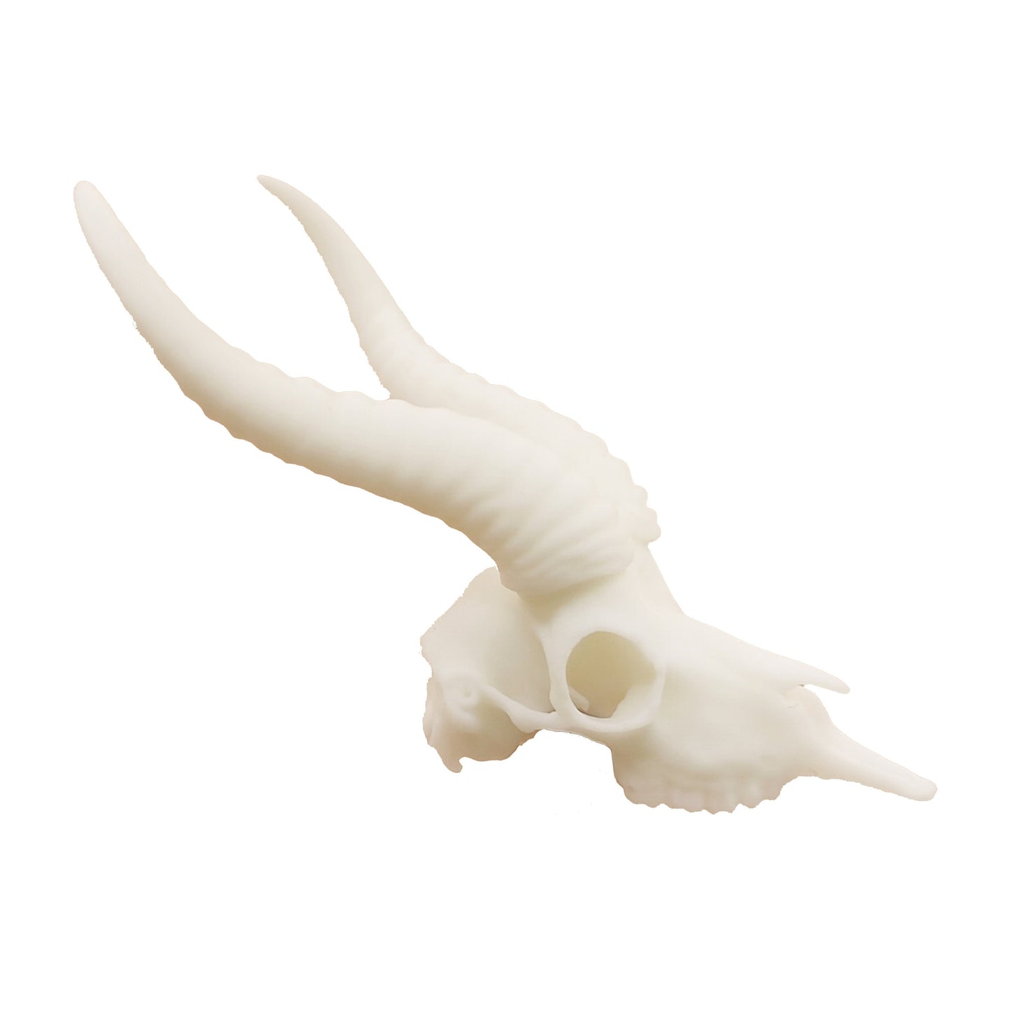 Springbok Skull Replica 1:6 Scale miniature animal skulls for use in dollhouse, diorama, models, tiny antelope cranium (1 skull)