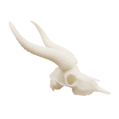 Springbok Skull Replica 1:6 Scale miniature animal skulls for use in dollhouse, diorama, models, tiny antelope cranium (1 skull)