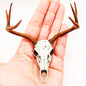 White Tail Deer skull with Antlers - 1:6 scale miniature realistic animal cranium for diorama, dollhouse, art and craft gift (1 skull)