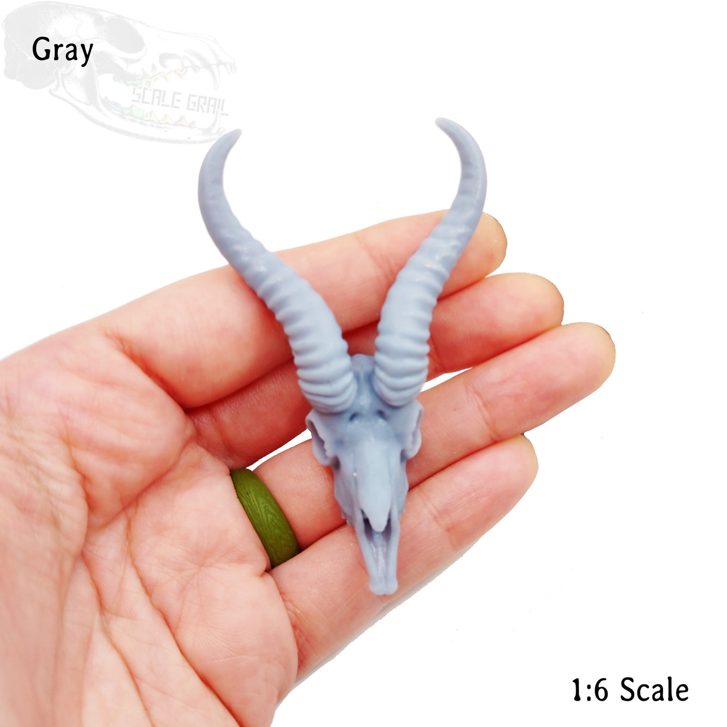 Springbok Skull Replica 1:6 Scale miniature animal skulls for use in dollhouse, diorama, models, tiny antelope cranium (1 skull)