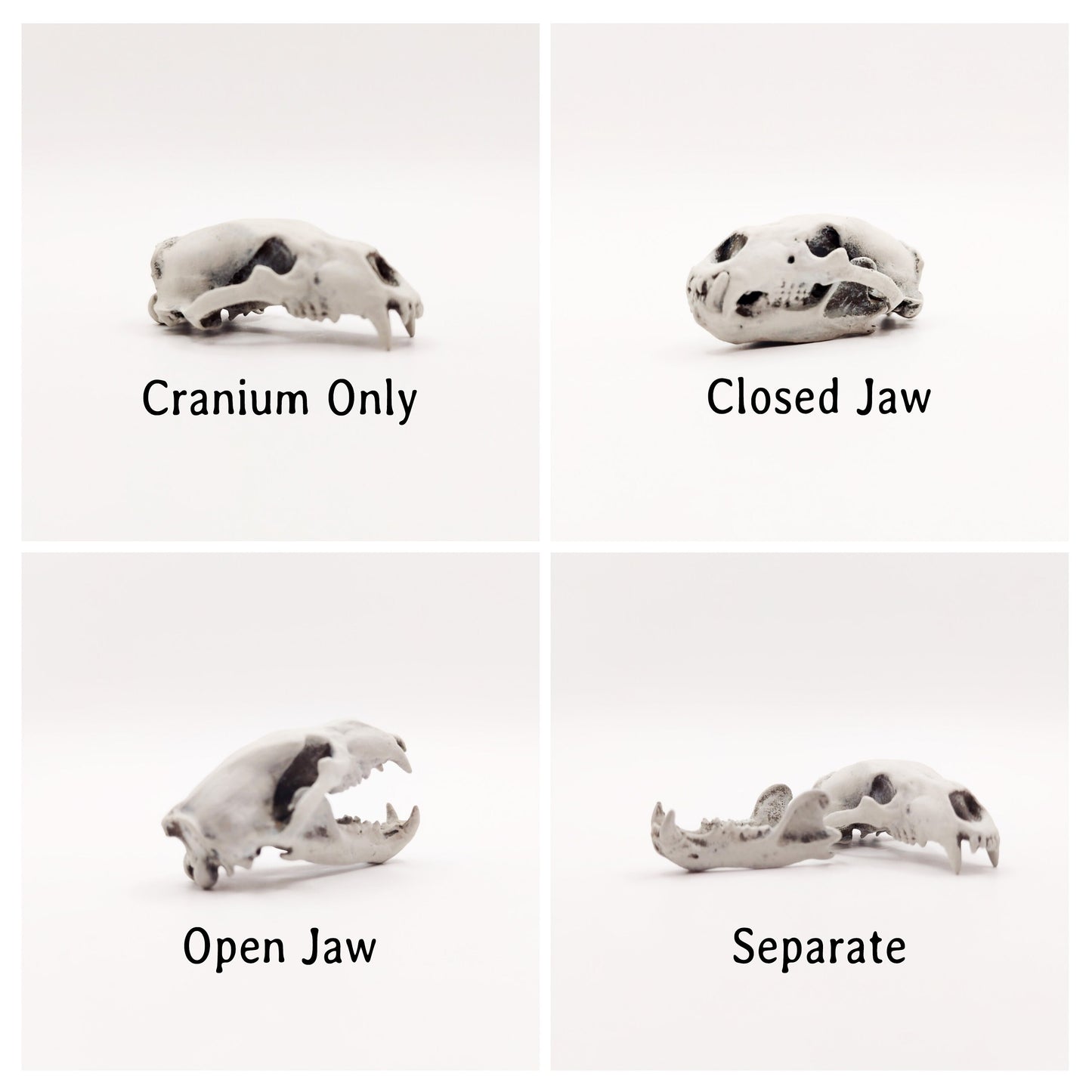 Polar Bear Skull Replica- 1:12 scale size for arctic snow diorama, dollhouse, jewelry making, arts and crafts, miniature oddities (1 skull)