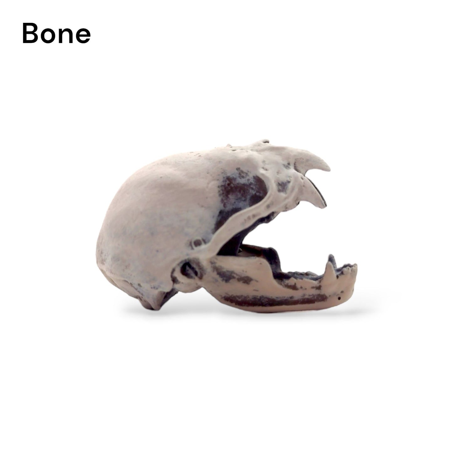 Vampire Bat Skull, Open Jaw - cruelty free replica skull 6mm - 25mm - 1:1 Scale and MM cranium , Art and Craft supplies miniature bat tiny