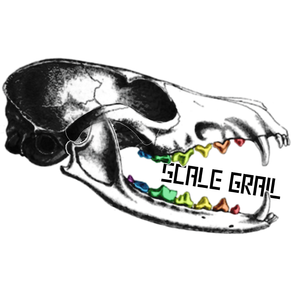 African Forest Elephant - Skull Replica miniature animal skulls by The Scale Grail