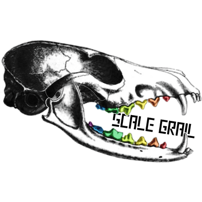 African Forest Elephant - Skull Replica miniature animal skulls by The Scale Grail