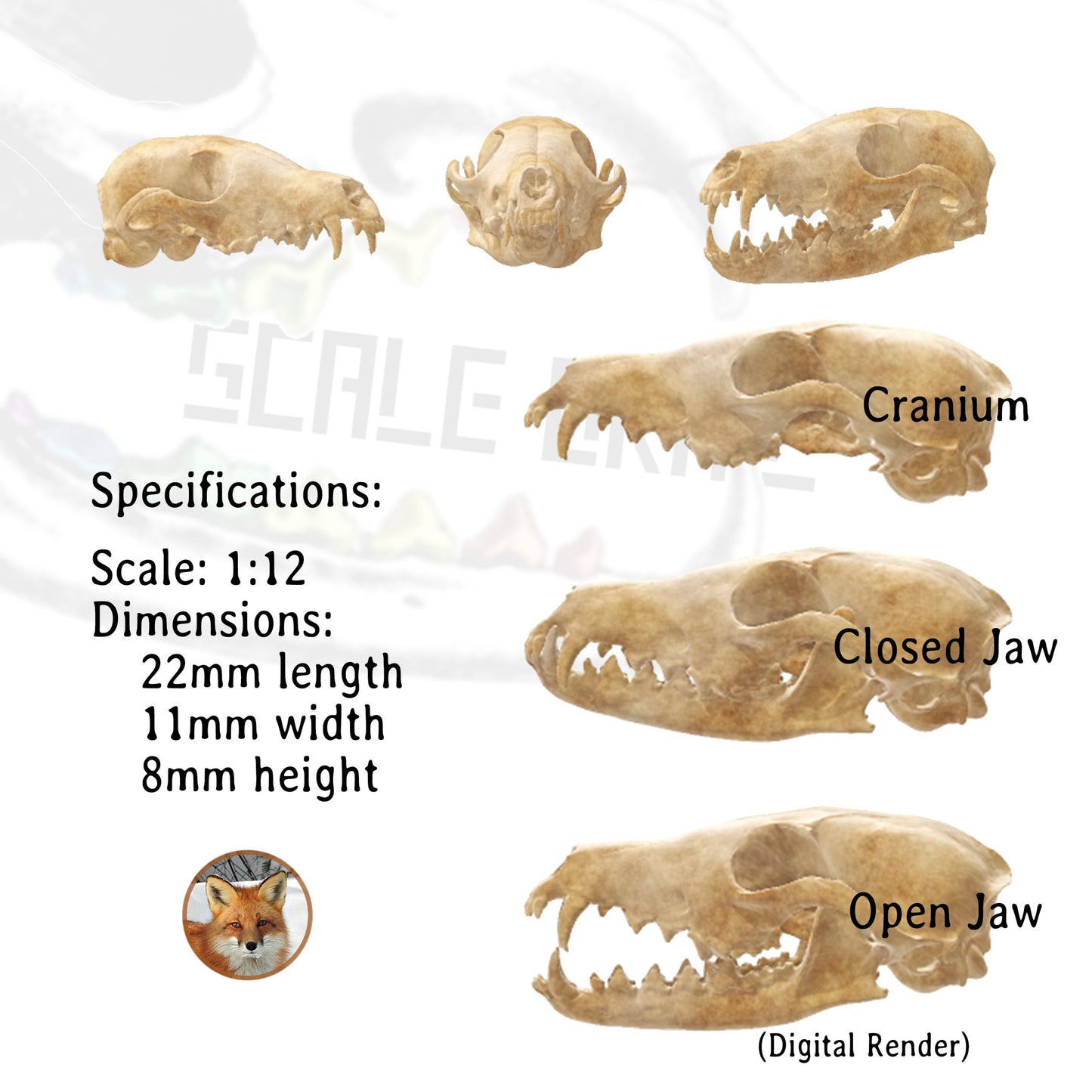 Red Fox Skull - 1:12 Scale Miniature