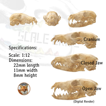Red Fox Skull - 1:12 Scale Miniature