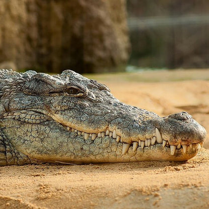 Crocodile Skull Replica