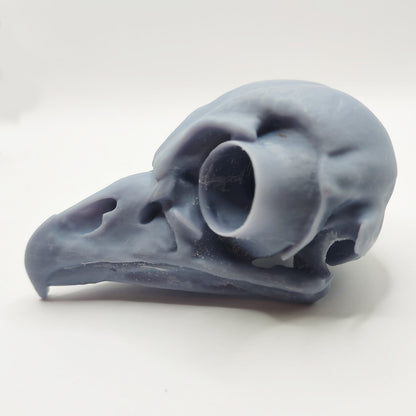Barred Owl Skull Replica - 1:2 Scale Bird Skull 3d printed hand painted faux skull replica for home decor, gift, faux taxidermy, anatomy