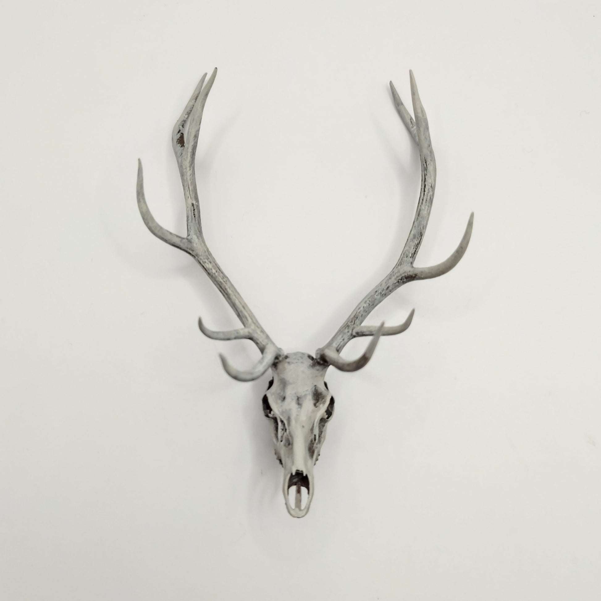 Red Deer Skull