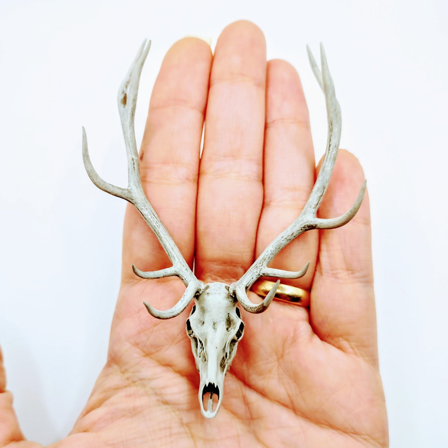 Miniature Red Deer Skull Replica