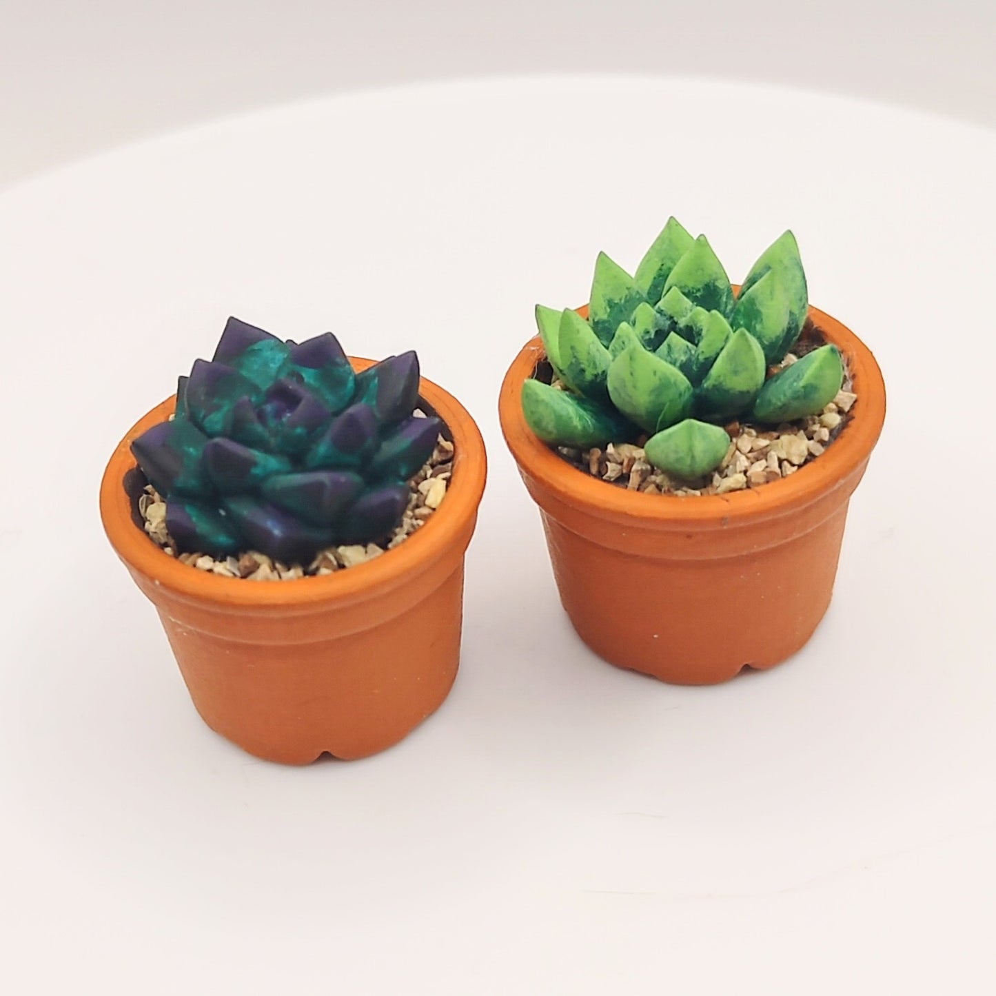 Succulents in Terracotta Pot