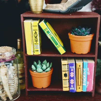 Succulents in Terracotta Pot