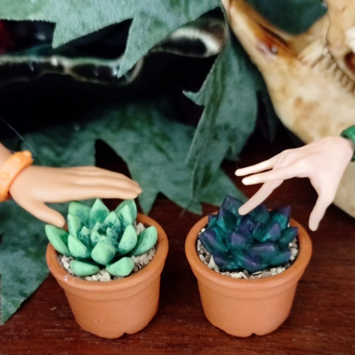 Succulents in Terracotta Pot
