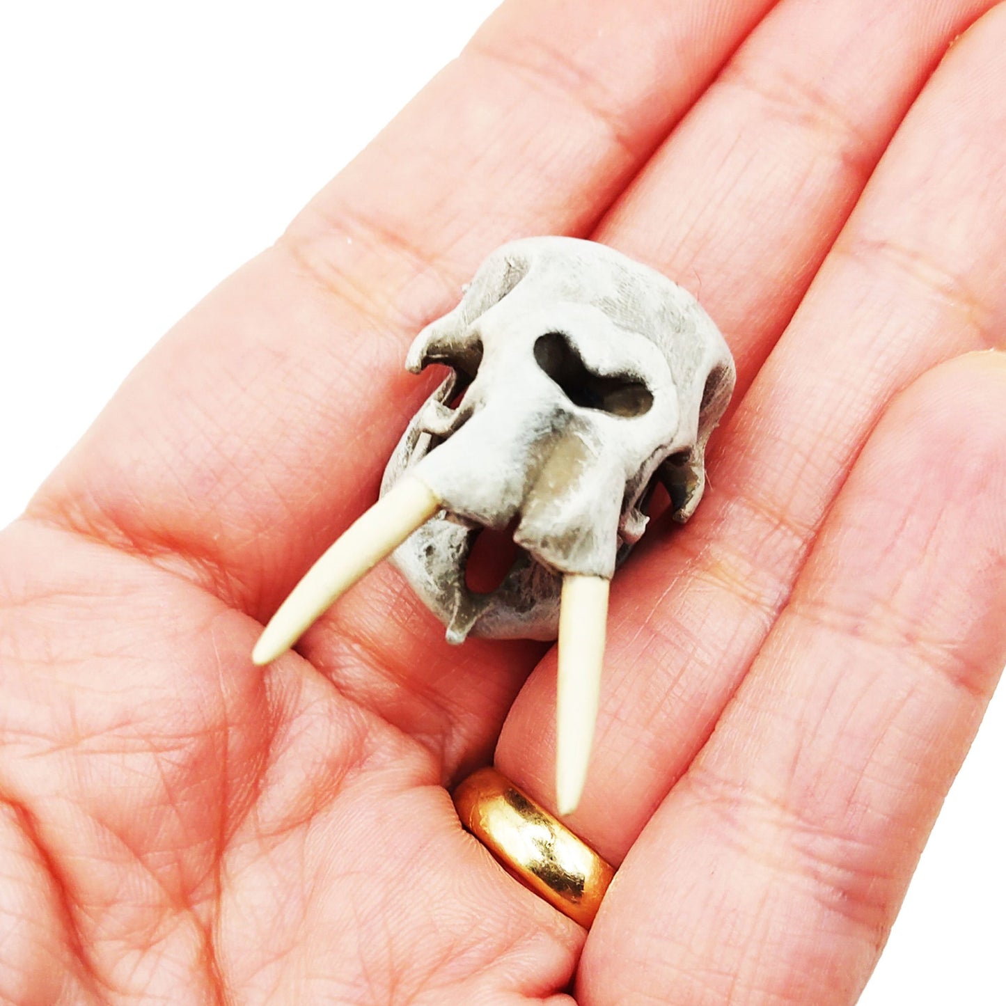 African Elephant Skull - 1:24 Scale skull replica for diorama, dollhouse, curio cabinet, miniature animal skulls (1 skull)