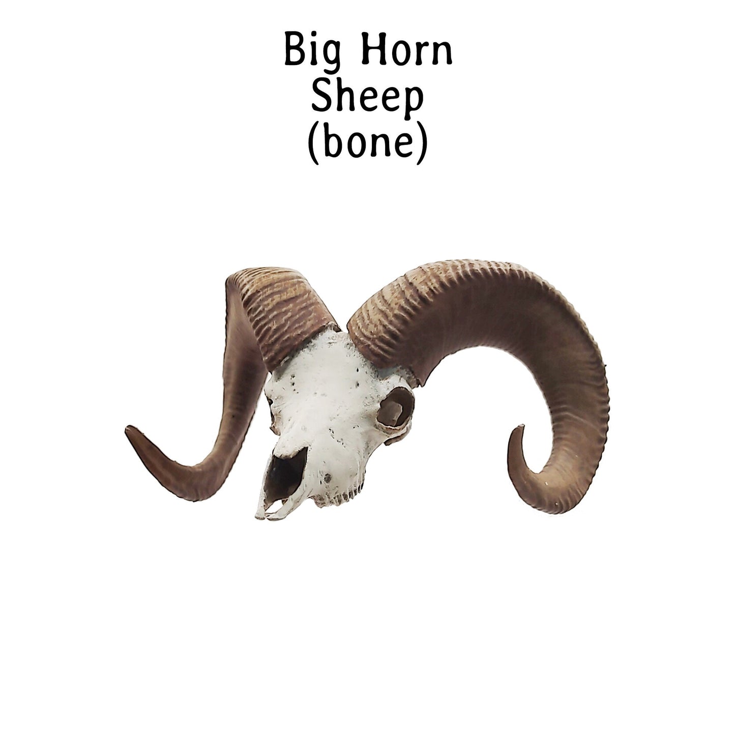 Big horn sheep skull replica, 1:12 scale miniature cranium with horns for use with dioramas, action figures, dollhouses, horror. (1 skull)